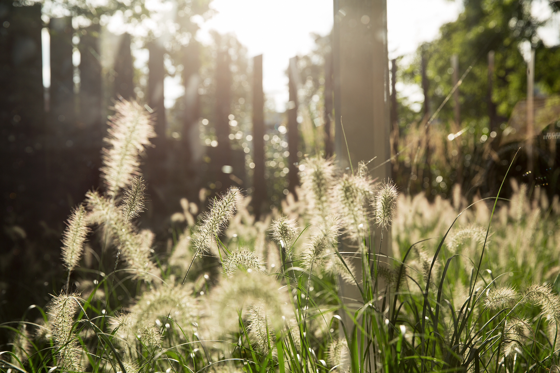 healing garden zorginstelling tuinontwerp stadstuin